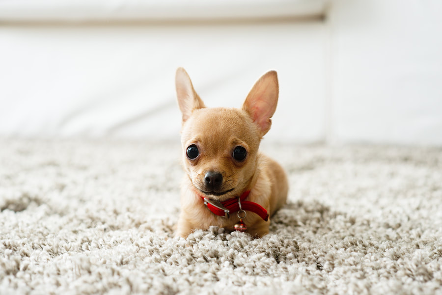 cute dog on clean carpet 